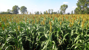 Cascina-Isola-Maria_agricoltura-biologica_agriturismo_BB_galleria02