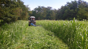 Cascina-Isola-Maria_agricoltura-biologica_agriturismo_BB_galleria03
