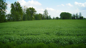 Cascina-Isola-Maria_agricoltura-biologica_agriturismo_BB_galleria04