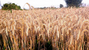 Cascina-Isola-Maria_agricoltura-biologica_agriturismo_BB_galleria05